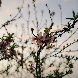 国产特黄刘涛性爱视频
